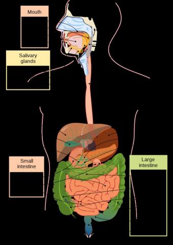 Human Digestive System Wikipedia