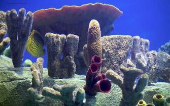 Fish Tank HD Desktop Wallpaper