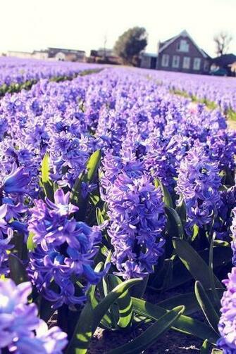Lavender Fields Wallpaper iPhone