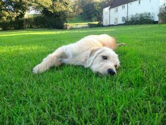 Tessa The Labradoodle Labradoodles Photo