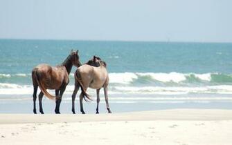 Horses On The Beach Wallpaper