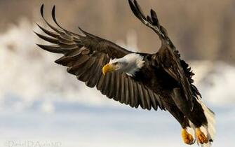Beautiful Wallpaper Eagle