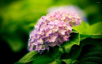 Hydrangea Wallpaper Flower