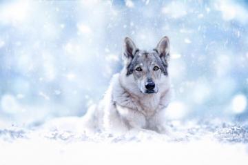 Wolfdog HD Wallpaper And Background