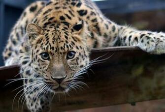 Wallpaper Leopard Eyes Wild Cat Big Desktop