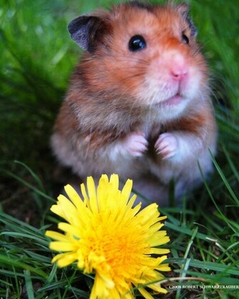 My Wallpaper Corner Cute Hamster And Sun Flower