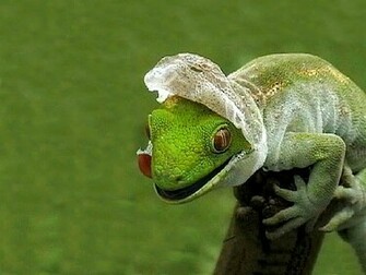 Lizard Wallpaper