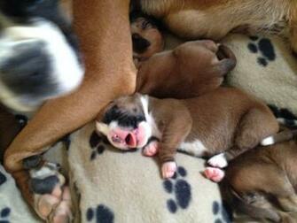 Boxer Puppies Funny Wallpaper For Desktop Dogs White