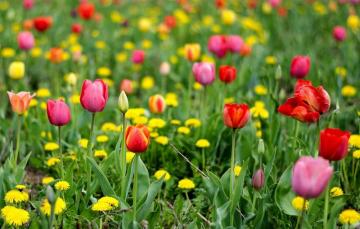 Wallpaper Greens Field Flowers Glade Bright Spring Yellow