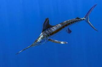 Bonny White Marlin Photo And Wallpaper Cute