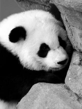 Cute Panda Near The Wall Screensaver For Amazon Kindle