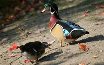 Suzanne Britton Nature Photography In Awe