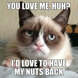 Image For Grumpy Cat Funny