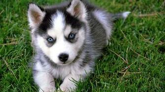 Wallpaper Husky Baby Dog HD