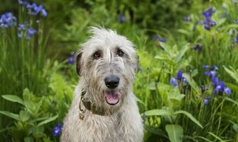 Irish Wolfhound Awesome Wallpaper
