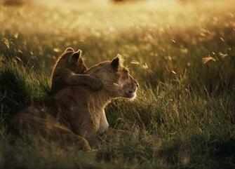 The Animal Kingdom Lion Wallpaper