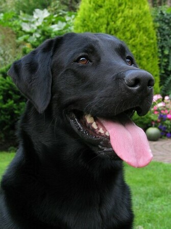 Black Labrador A Front By Ktoer