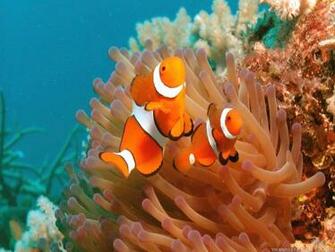 Clownfish Background