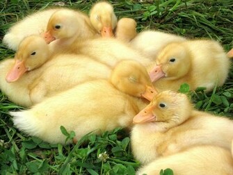 Baby Duck In Garden HD Wallpaper