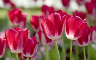 Description Spring Flowers HD Is A Hi Res Wallpaper For Pc Desktops