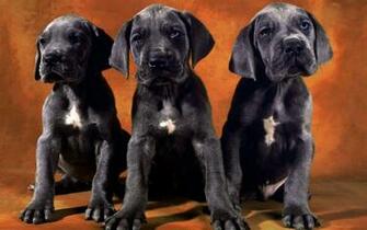 Black Lab Puppy Wallpaper