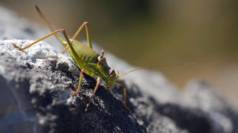 Locust HD Wallpaper