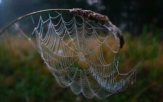 Spiderweb Wallpaper