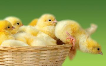 HD Chicken Background Net