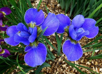 Iris Flower Background Wallpaper