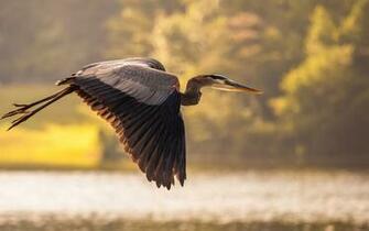 Heron Wallpaper