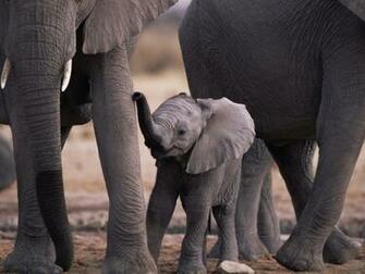 Elephant Wallpaper Pack Cute Girls Celebrity