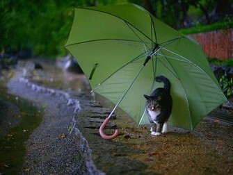 Rainyday Wallpaper