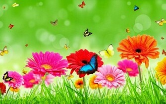 Jasmine Flower HD Wallpaper New Pictures