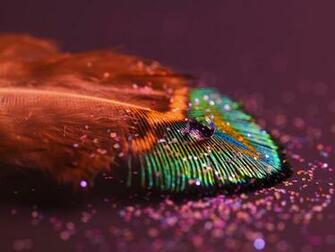 Great Beautiful Macro Photography Wallpaper For You Check It Out