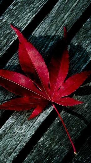 Red iPhone Wallpaper