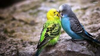 Parakeet Wallpaper
