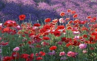 Wallpaper Image Image Flowers Wp