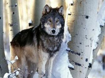 Timber Wolf HD Desktop Wallpaper Widescreen High