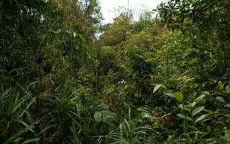 Jungle Wallpaper Widescreen