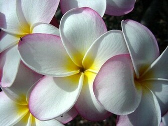 Hawaiian Flower Wallpaper