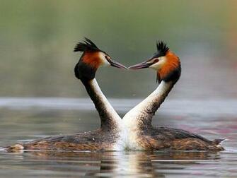 Love Birds Wallpaper Papers Wonderfull Photos