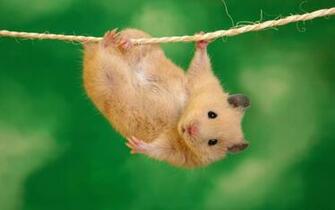Funny Animal Background Wallpaper HD