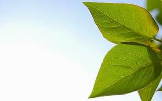 Leaves Wallpaper