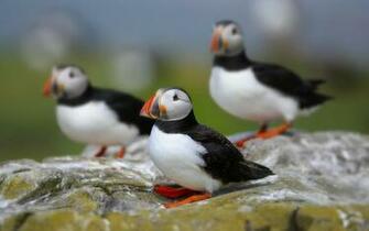 Puffins Farne Islands Northumbria Widescreen Wallpaper Wide