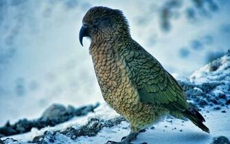 Description Snow Bird Wallpaper HD Widescreen