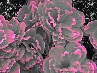 Beautyful Flowers Gray Wallpaper
