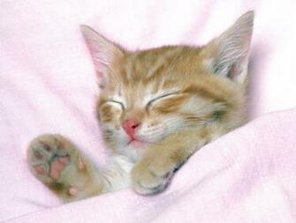 Cat Wallpaper Cute Pictures Animal Desktop Background
