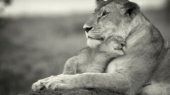 Lion Wallpaper Black And White Image