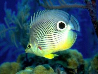 Exotic Fish Aquarium Screensaver