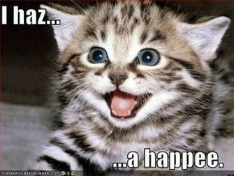 Now Speaks Lolcat Cuteness Eyes You Can T Resist